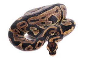 Python regius, leopard
